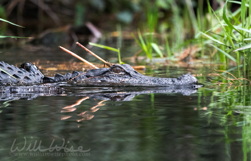 American Alligator diving into dark swamp water Picture