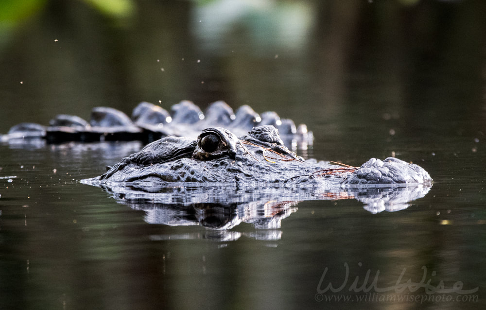American Alligator swimming submerged showing eyes, nostrils and transverse row of epidermal scutes above the water Picture