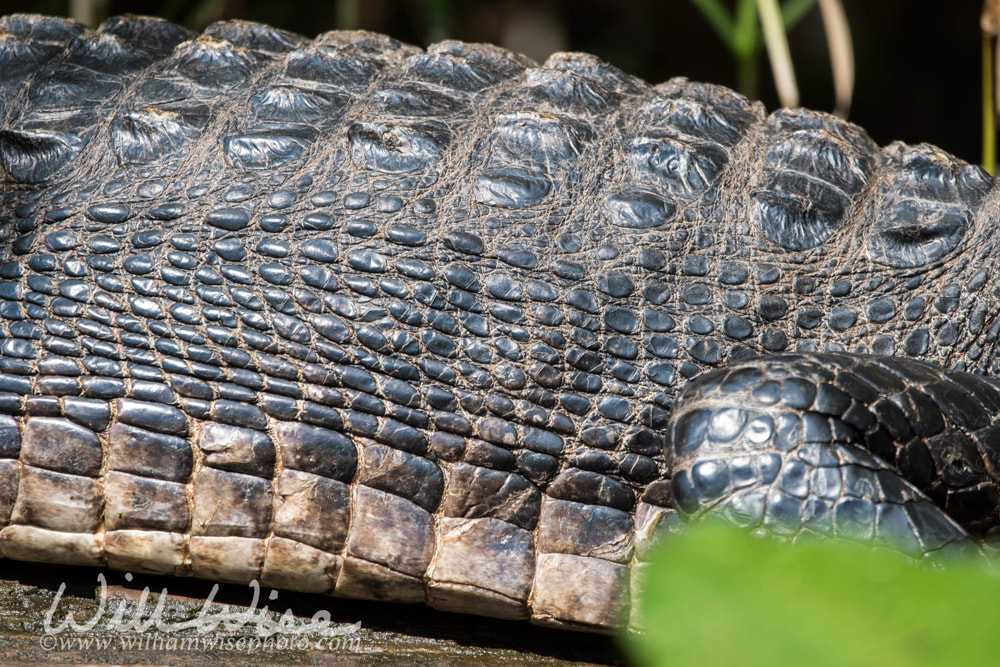 American Alligator anatomy profile showing scales and scutes on the hide Picture