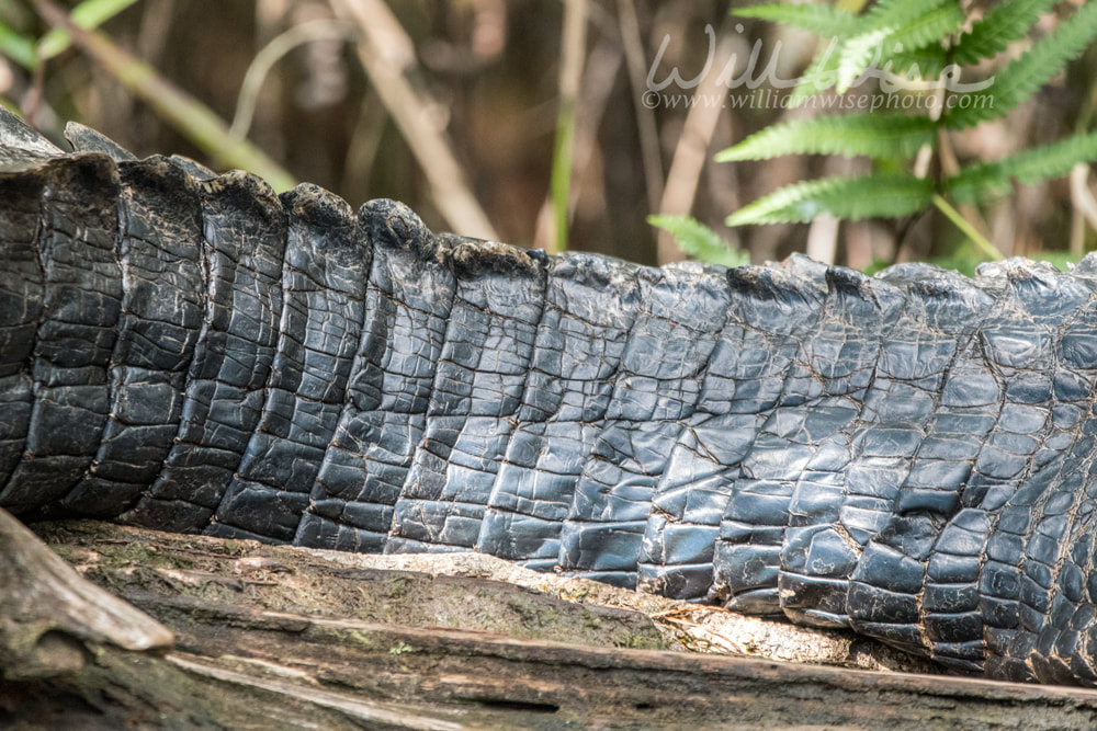 American Alligator tail anatomy profile showing scales and scutes Picture
