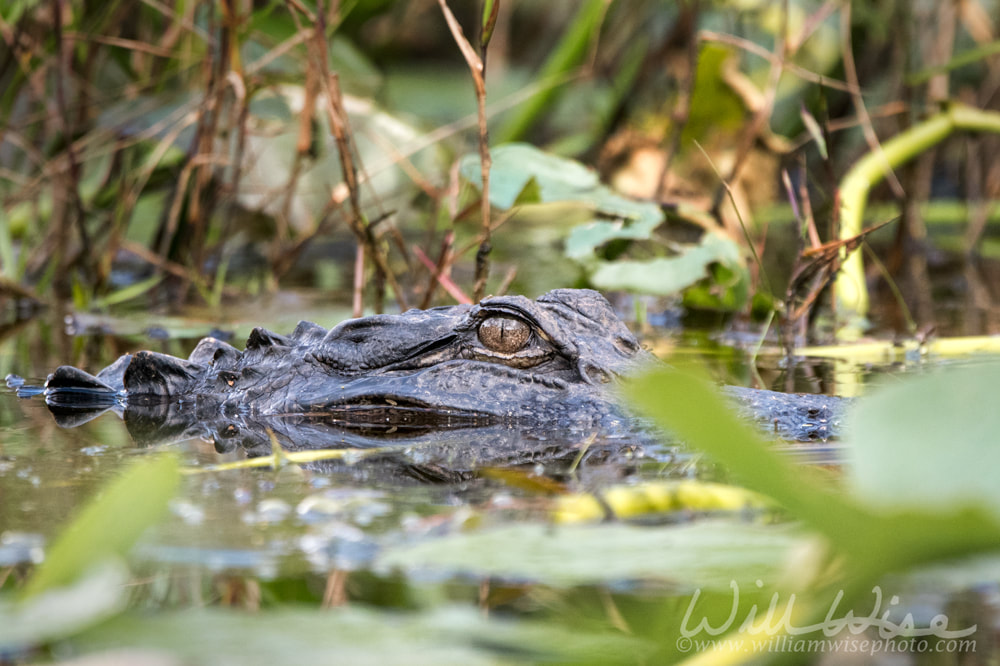 American Alligator with vertically elliptical pupil staring from swamp water and lily pads Picture