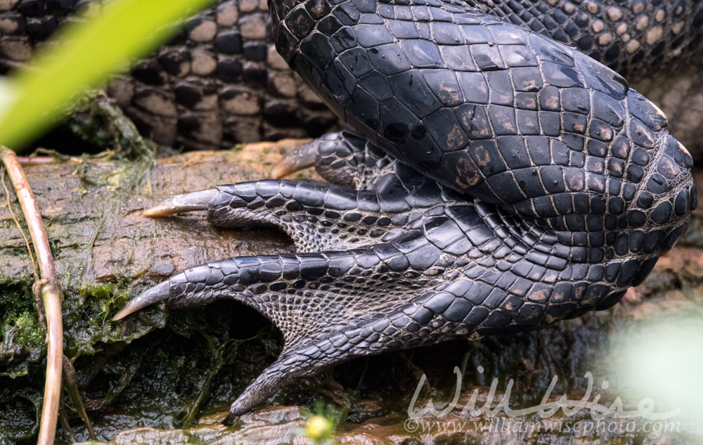 Sharp American Alligator claws and webbed feet Picture