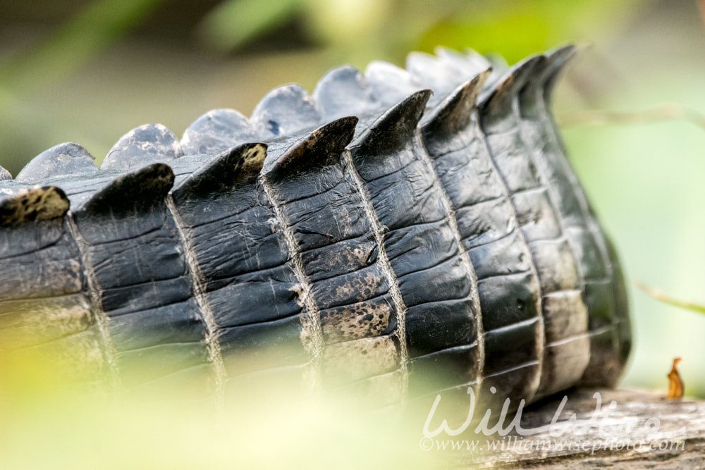 Alligator Tail Picture