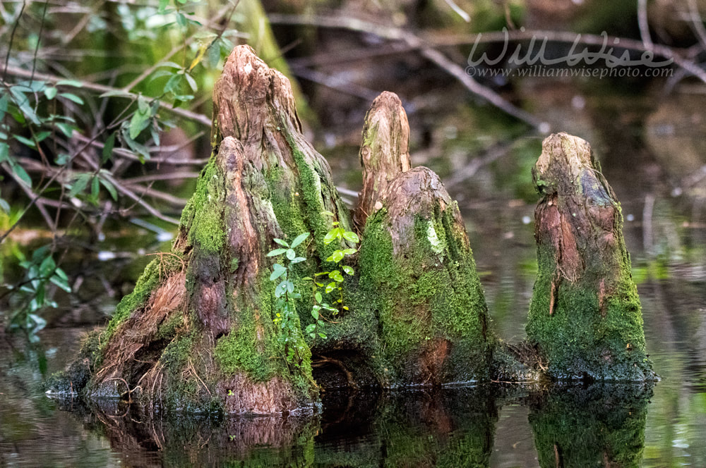 Cone shpaed cypress knee covered in green moss reflected in blackwater swamp Picture