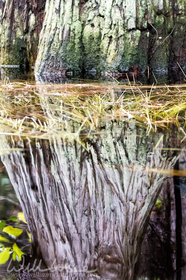 Reflection of a cypress tree buttress in a blackwater swamp Picture
