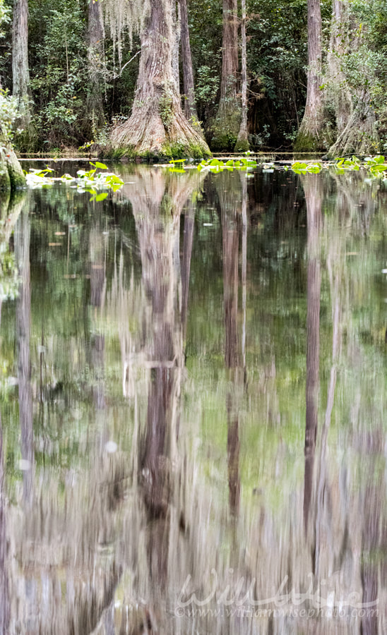Reflection of a cypress tree and Spanish Moss in a blackwater swamp Picture
