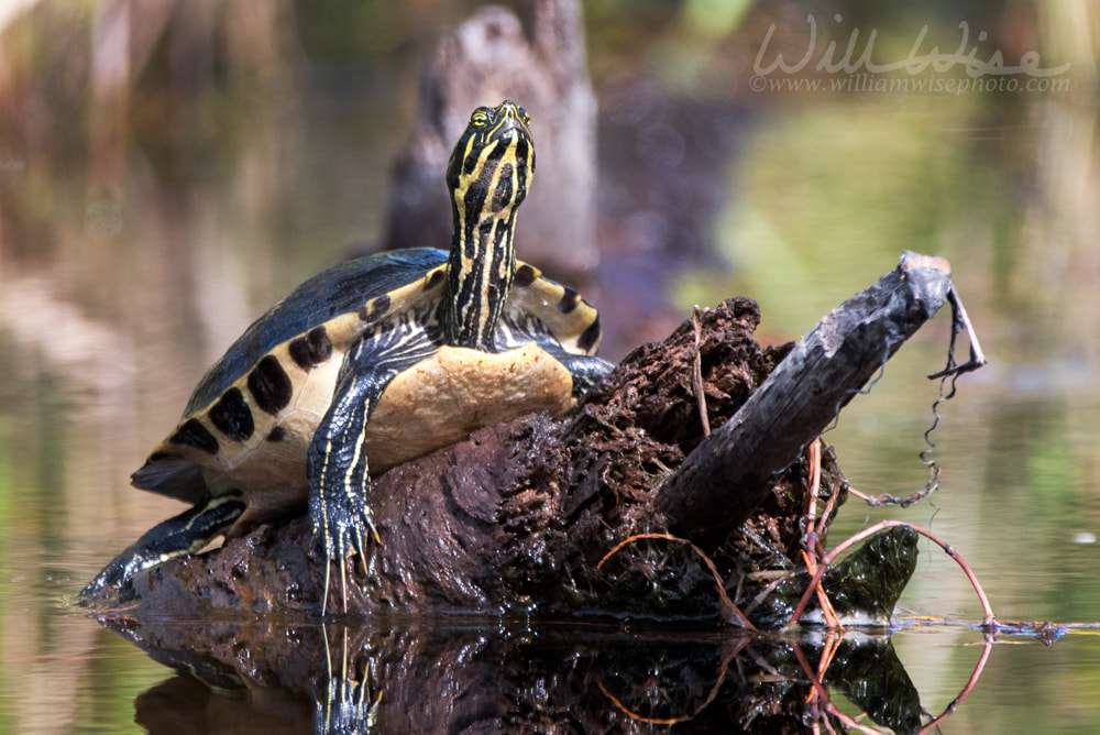 River Cooter Turtle on Chesser Prairie in the Okefenokee Swamp Picture