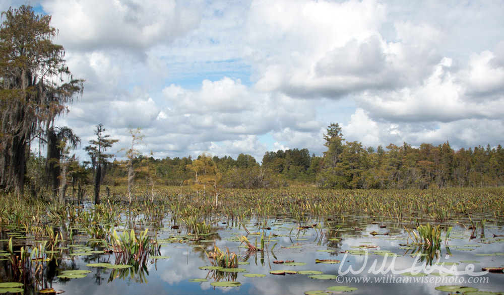 Okefenokee Swamp Prairie Ecosystem Picture