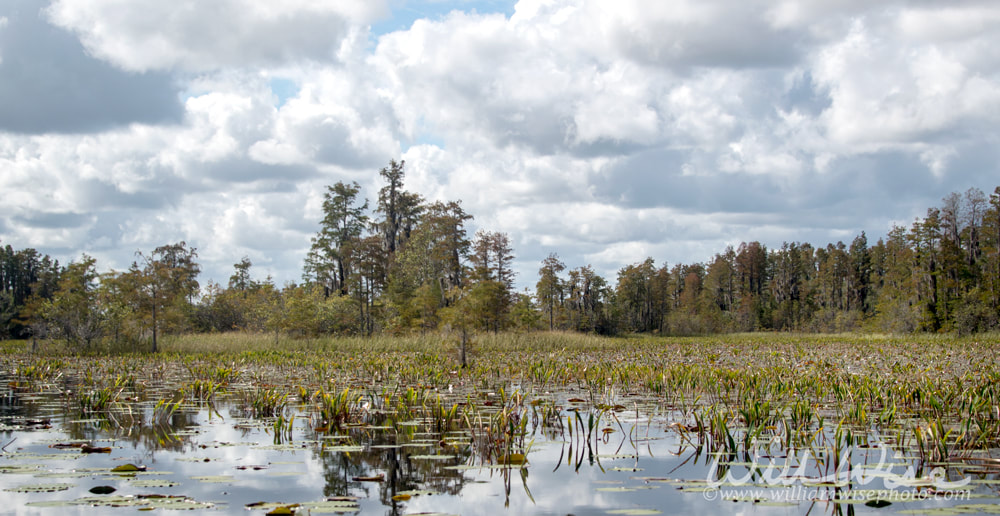 Okefenokee Swamp Prairie Wetlands Habitat Picture