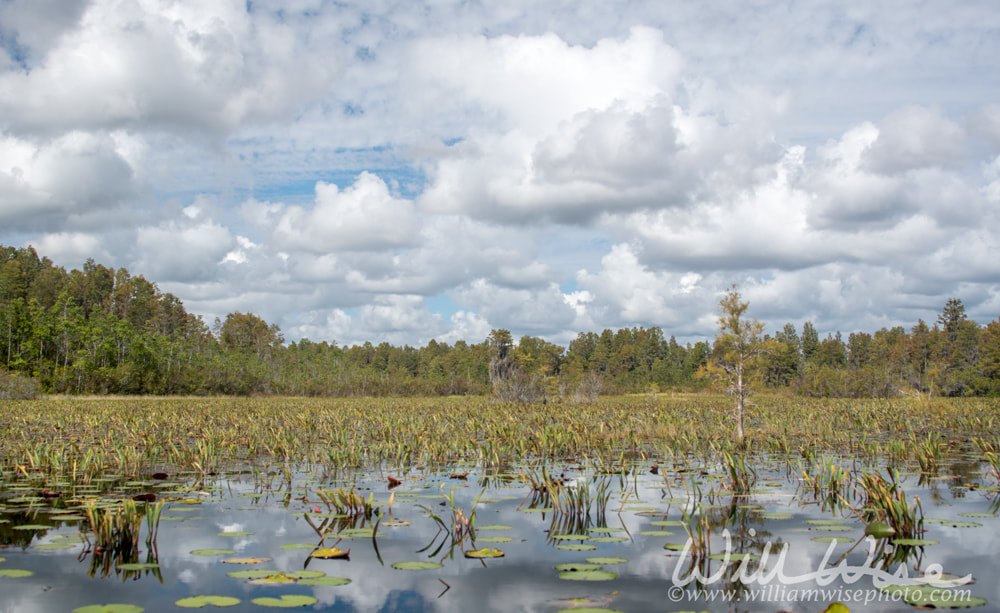 Okefenokee Swamp National Wildlife Refuge Conservation Area Picture