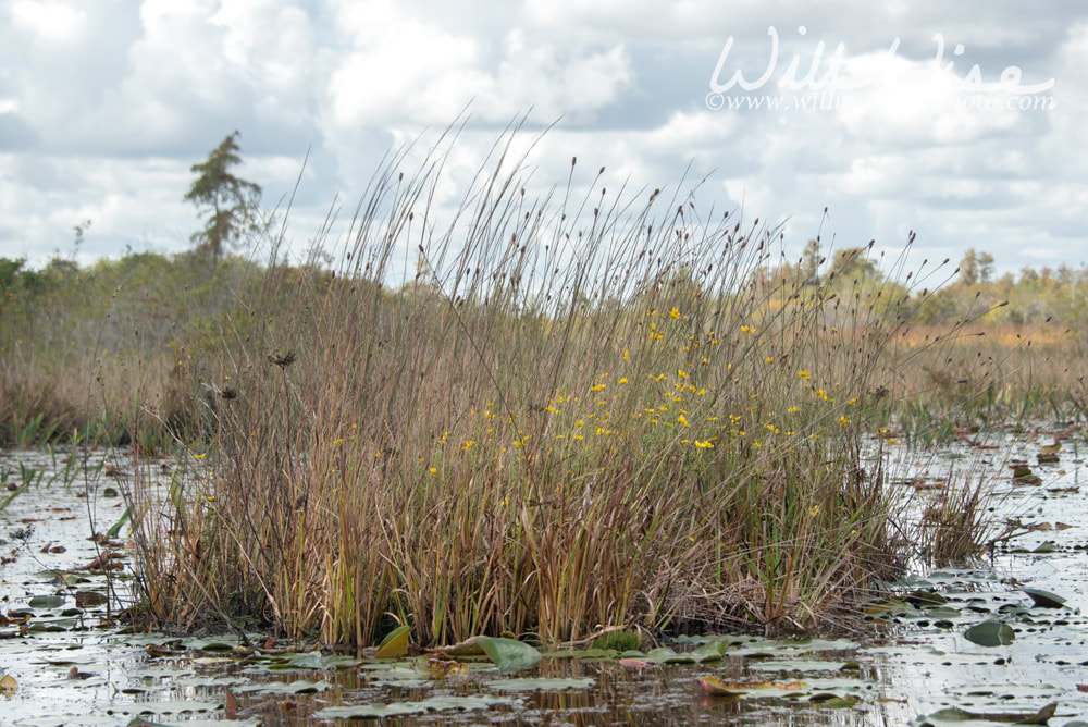 Peat island wildflowers; wetland habitat, Okefenokee Trembling Earth Picture