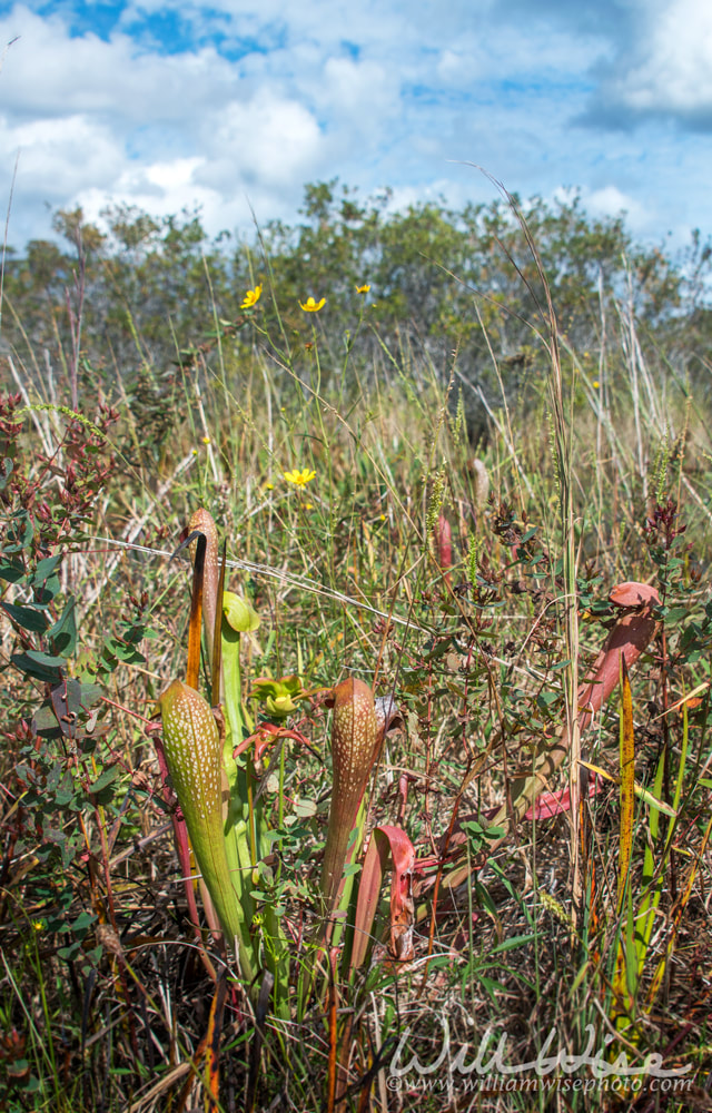 Tall Okefenokee Hooded Pitcher Plants on Chesser Prairie in Okefenokee Swamp Picture