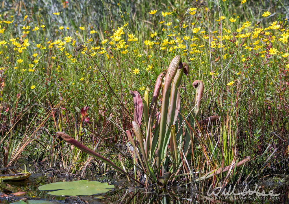 Okefenokee Hooded Pitcher Plant and Bidens gold wildflowers on peat hammock Picture