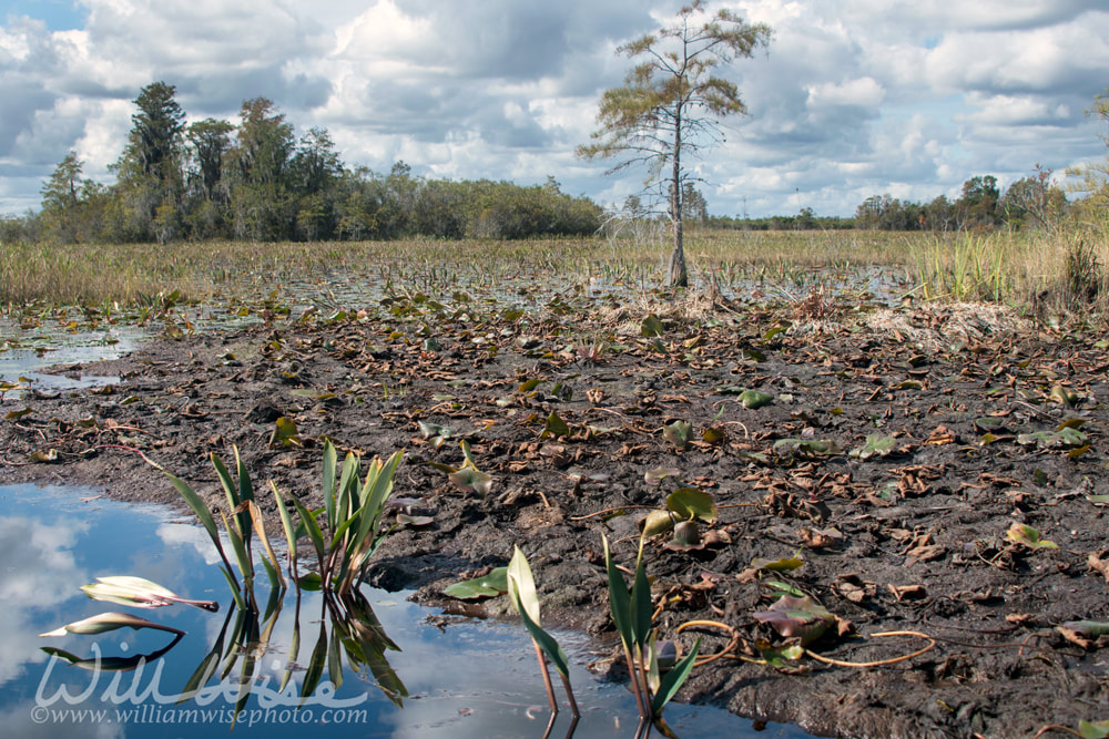 Exposed peat blowup in swamp wetland habitat Picture