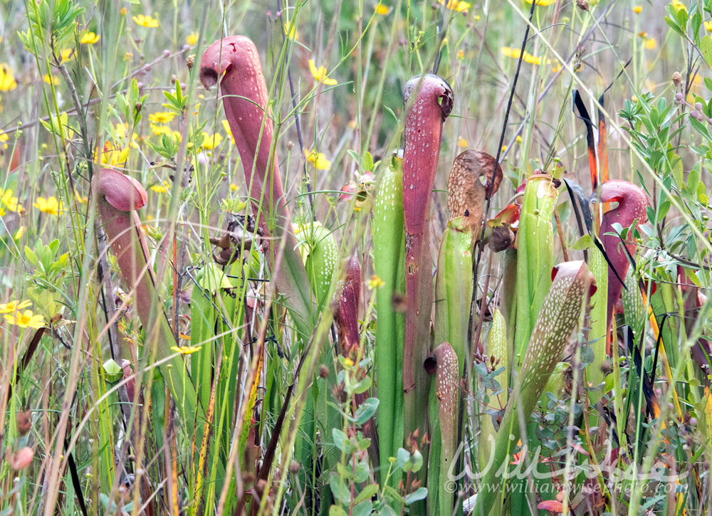 Okefenokee Hooded Pitcher Plant Picture