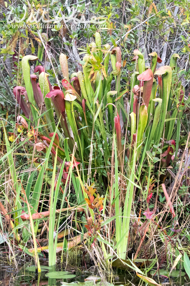 Group of tall Okefenokee Hooded Pitcher Plants on Chesser Prairie Picture