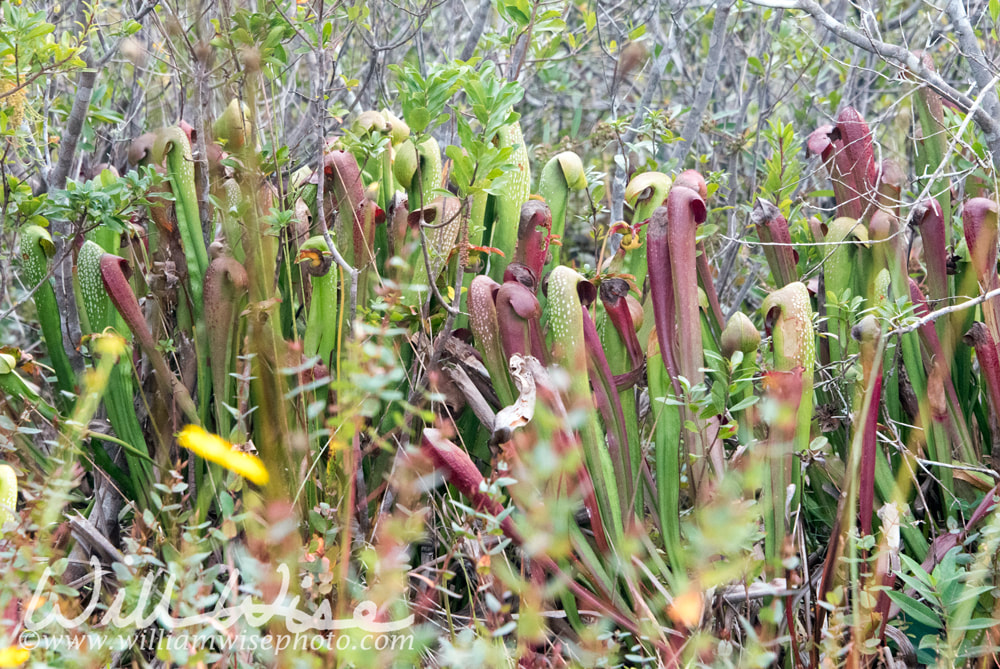 Groups of tall Okefenokee Hooded Pitcher Plants on Chesser Prairie Picture