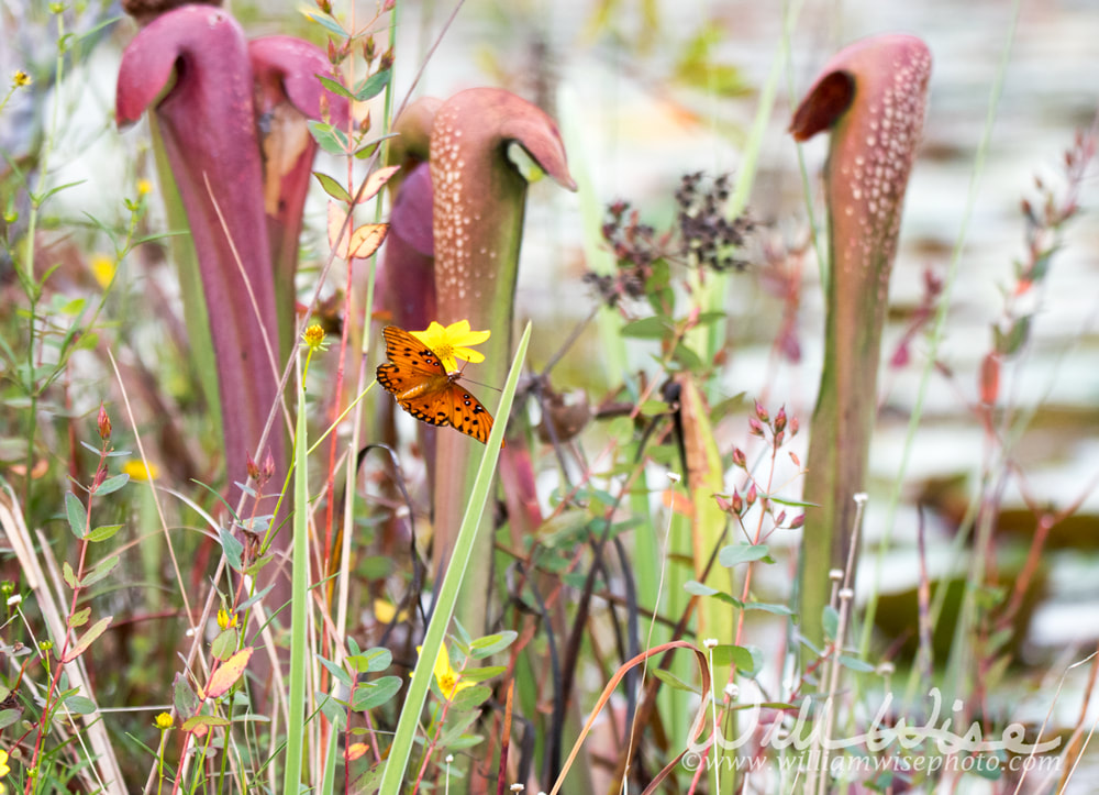 Gulf Fritillary orange butterfly and Okefenokee Hooded Pitcher Plants on Chesser Prairie Picture