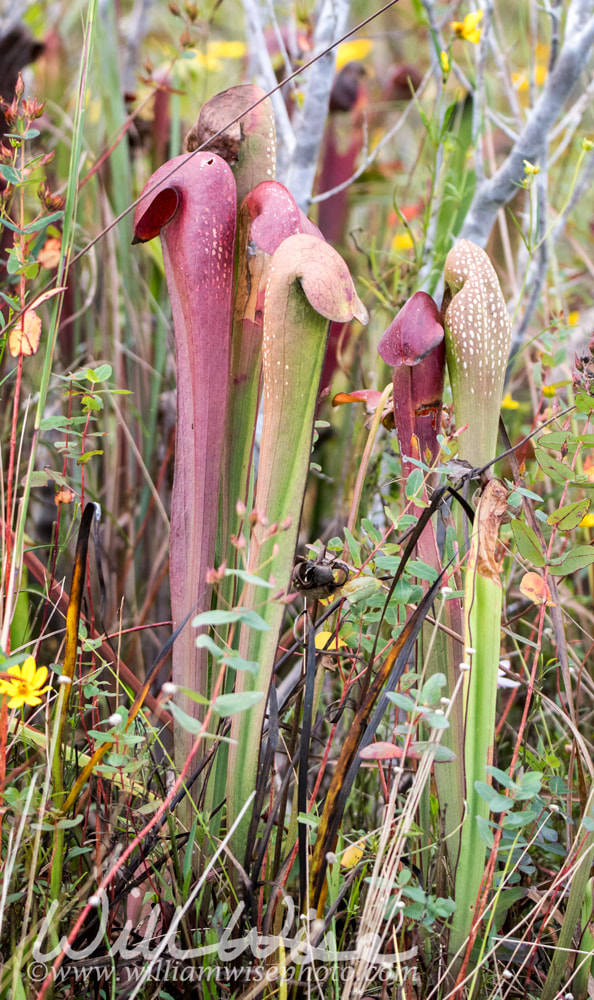 Tall Okefenokee Hooded Pitcher Plants on Chesser Prairie in Okefenokee Swamp, GeorgiaPicture