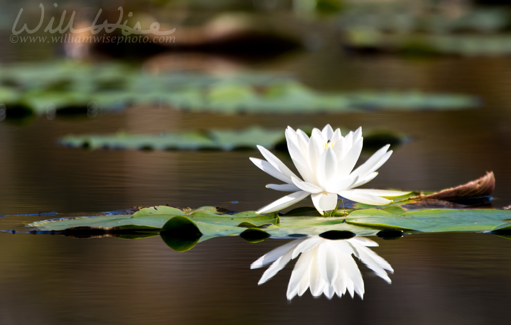 American White Water Lily pad flower reflection in water Picture