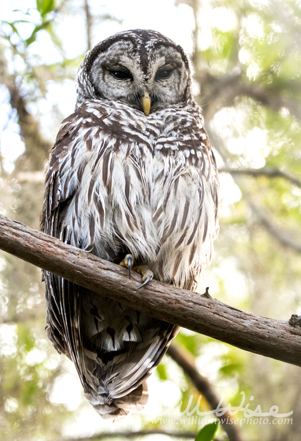 Barred Owl perched in the Okefenokee Swamp Picture