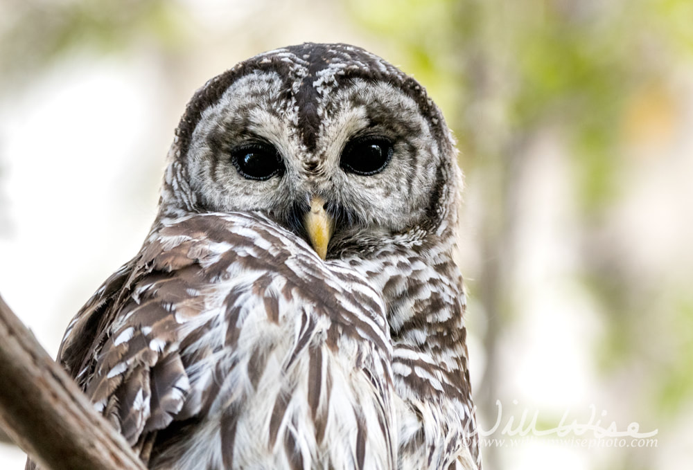 Barred Owl close up portrait Picture