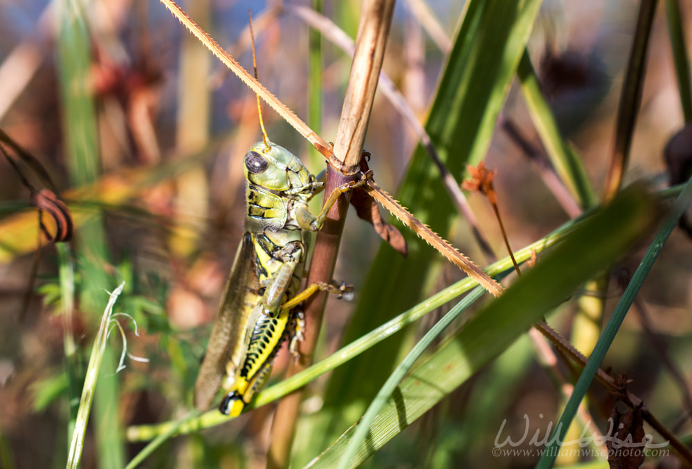 Large Melanoplus Grasshopper Picture