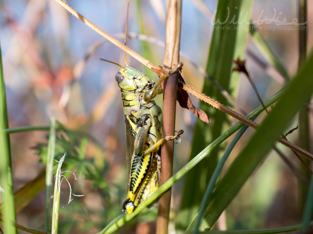 Large Melanoplus Grasshopper Picture