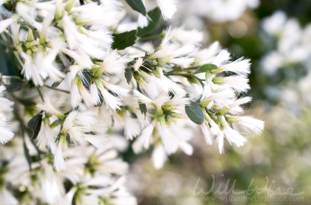White Groundsel Tree Flowers Picture