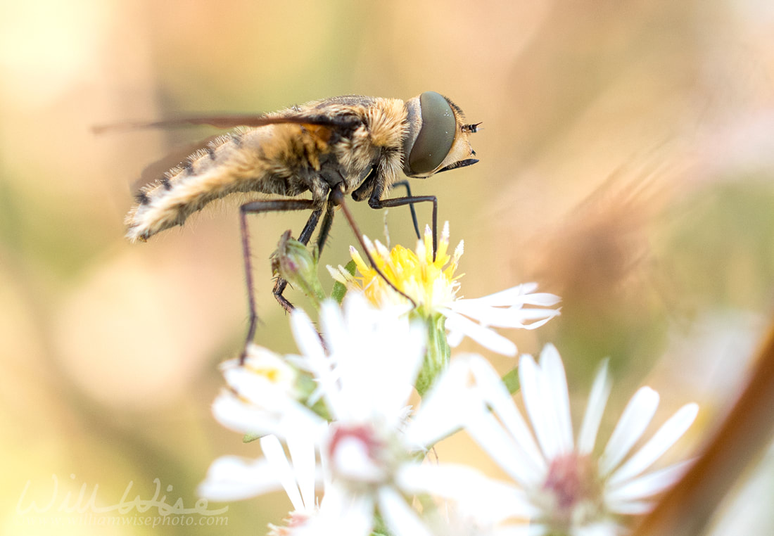 Large striped horsefly on a white wildflower in Georgia Picture