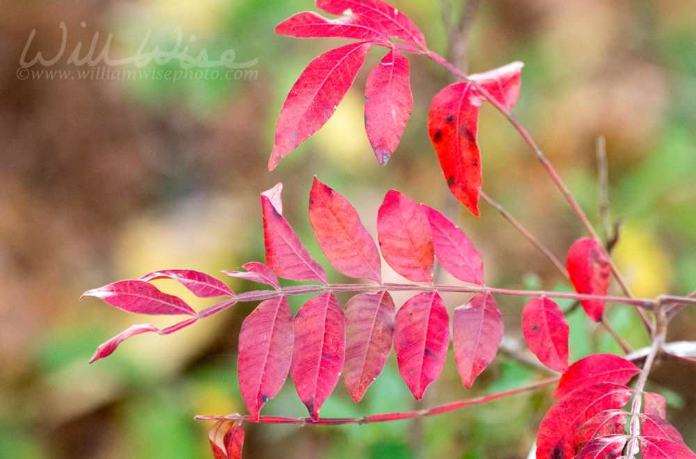 Red Winged Sumac leaves in Autumn Picture