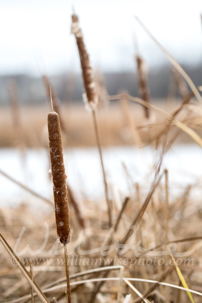 Dry brown cattail bulrush in cold winter marsh Picture