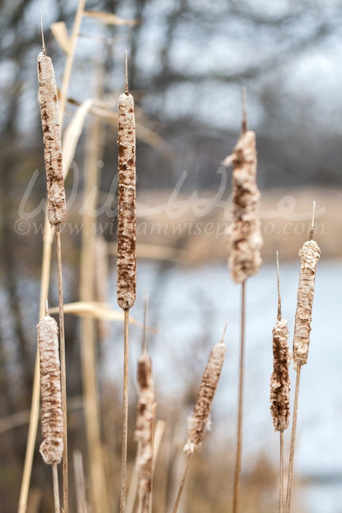 Nature Conservation Preserve cattail marsh Picture