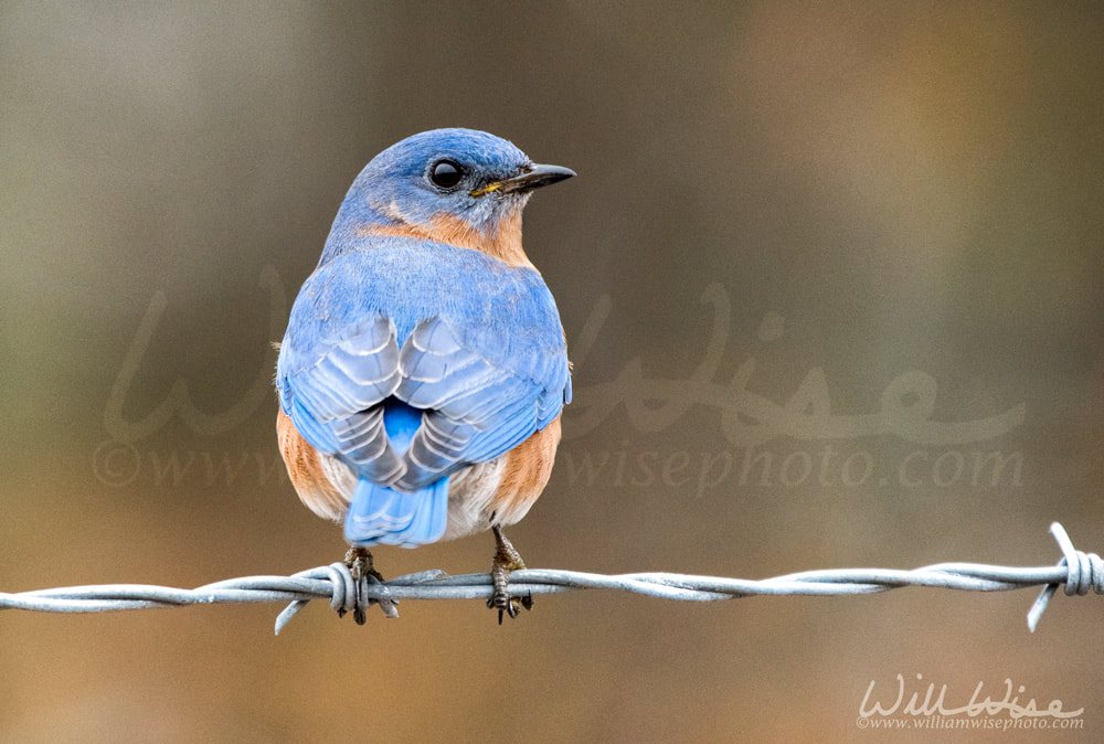 Eastern Bluebird perched on a barbed wire fence Picture