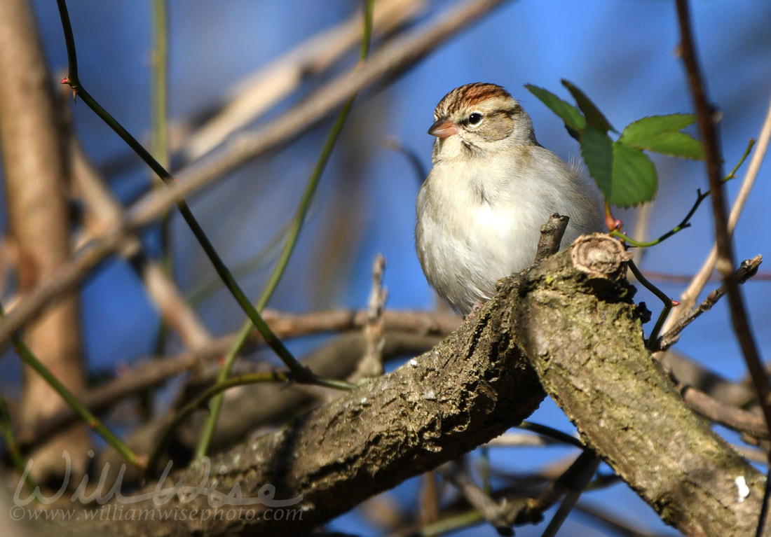 Small Chipping Sparrow bird Georgia USA Picture