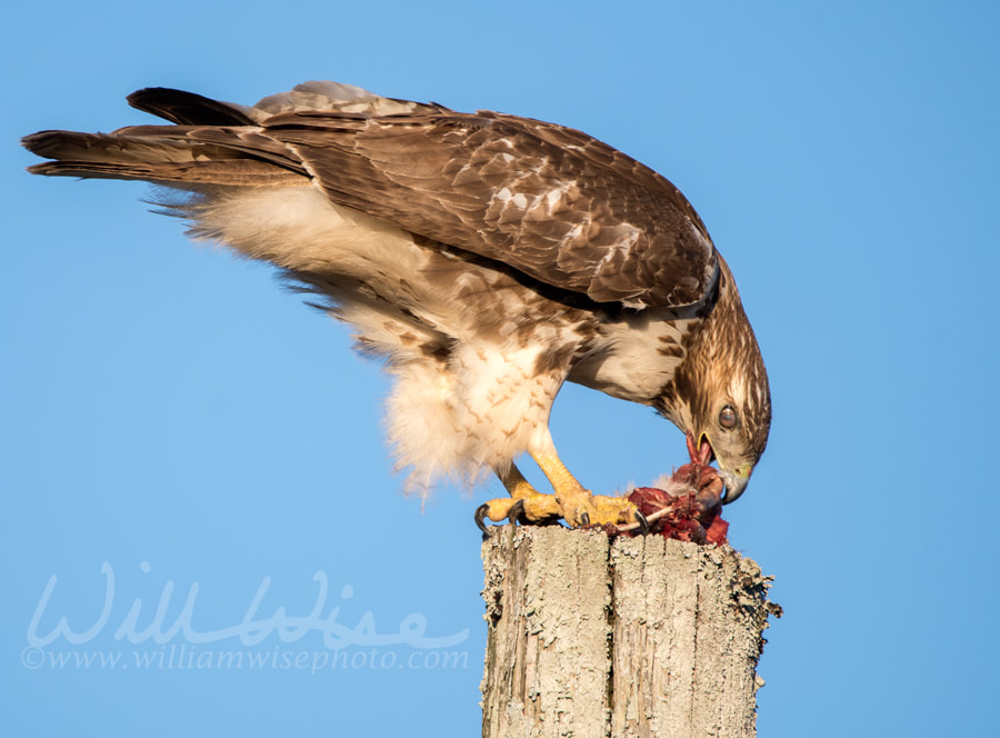 Red-tailed Hawk raptor bird of prey eating a dead squirrel Picture