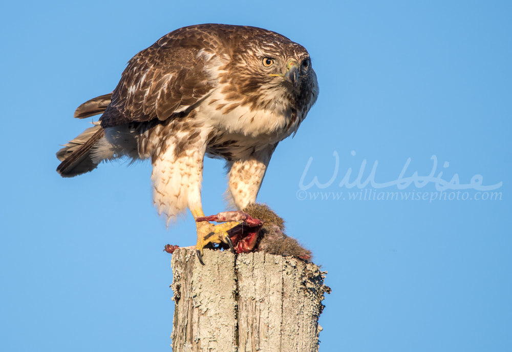 Red-tailed Hawk raptor bird of prey eating a dead squirrel Picture