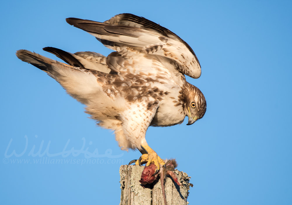 Red-tailed Hawk eating squirrel Picture
