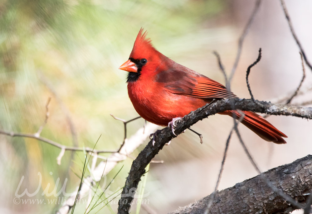 Red male Northern Cardinal Bird sitting on a pine branch Picture