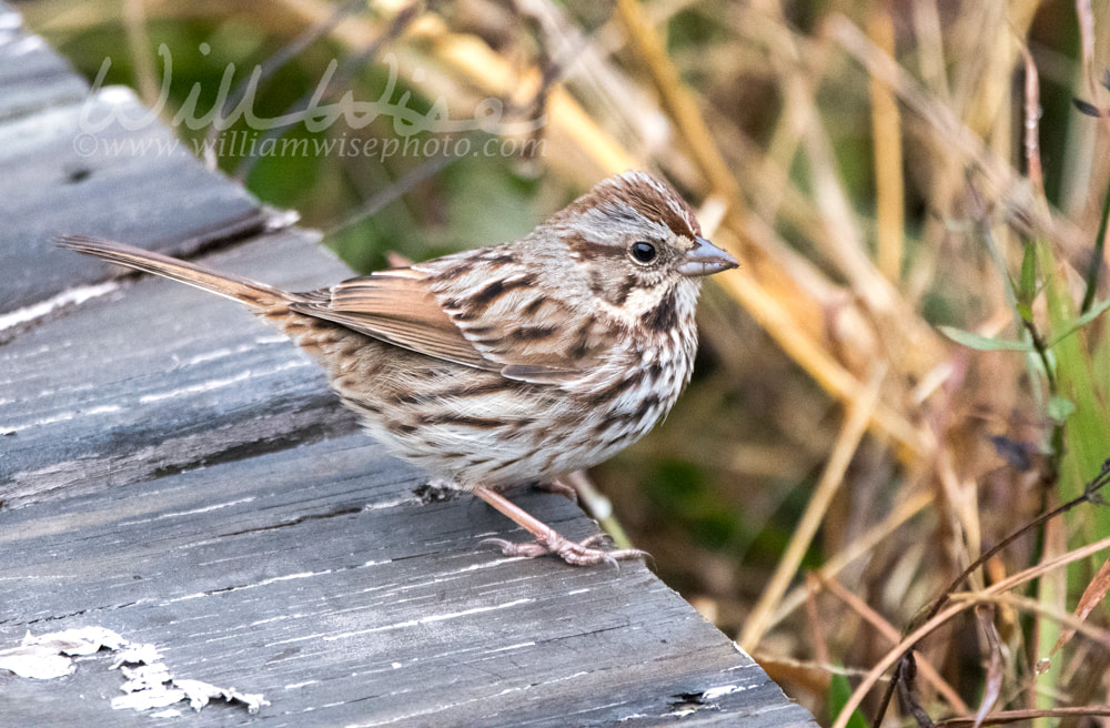 Small Song Sparrow songbird on a picnic table Picture