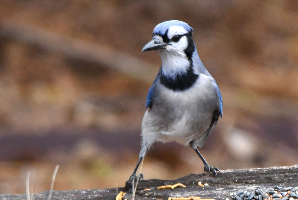 Blue Jay Picture