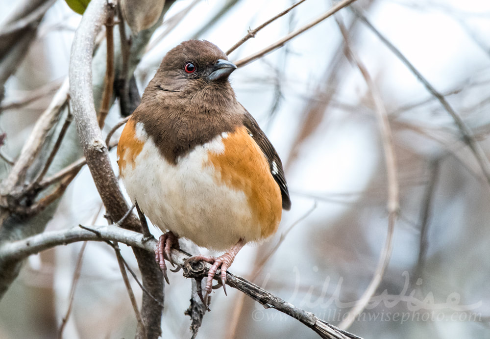 Female Eastern Towhee bird on cold winter Georgia morning Picture
