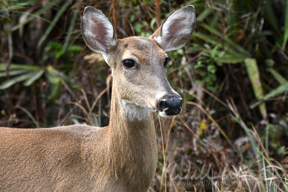 White-tailed Deer foraging in the Okefenokee National Wildlife Refuge, Georgia Picture