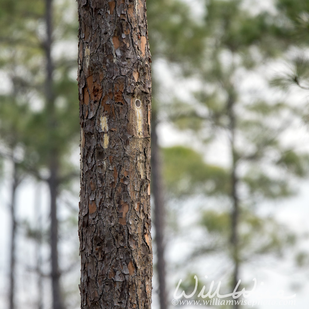 Artificial nest cavity in Long Leaf Pine tree for endangered Red-cockaded Woodpecker Picture