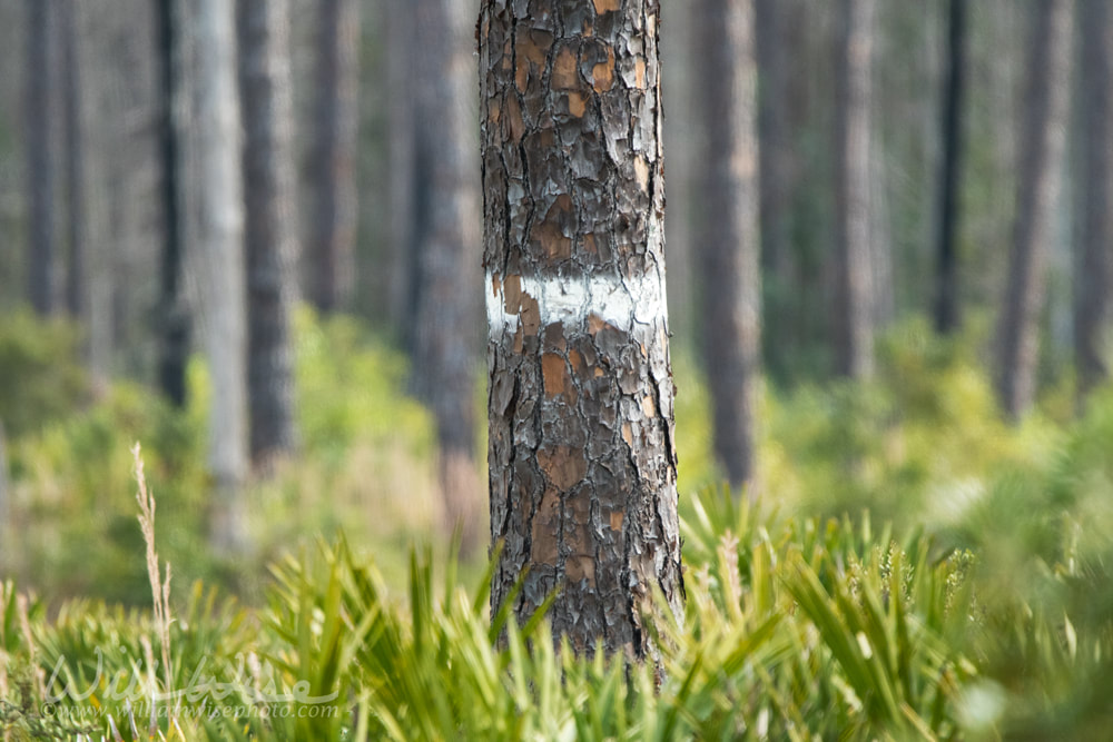 White blaze indicating artificial nest cavity in Long Leaf Pine tree for endangered Red-cockaded Woodpecker Picture