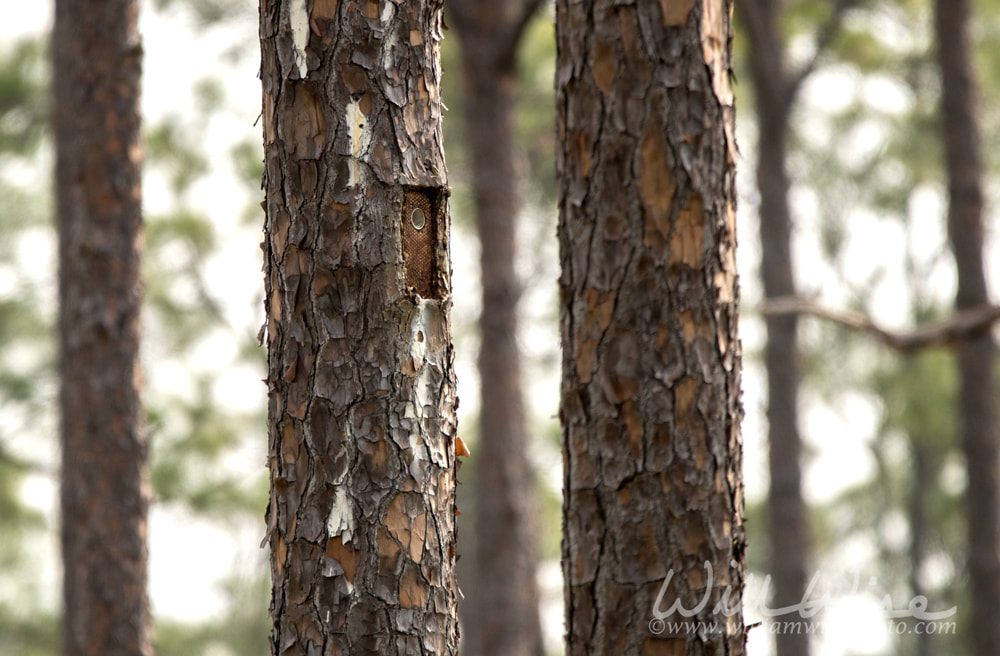 Artificial nest cavity in Long Leaf Pine tree for endangered Red-cockaded Woodpecker Picture