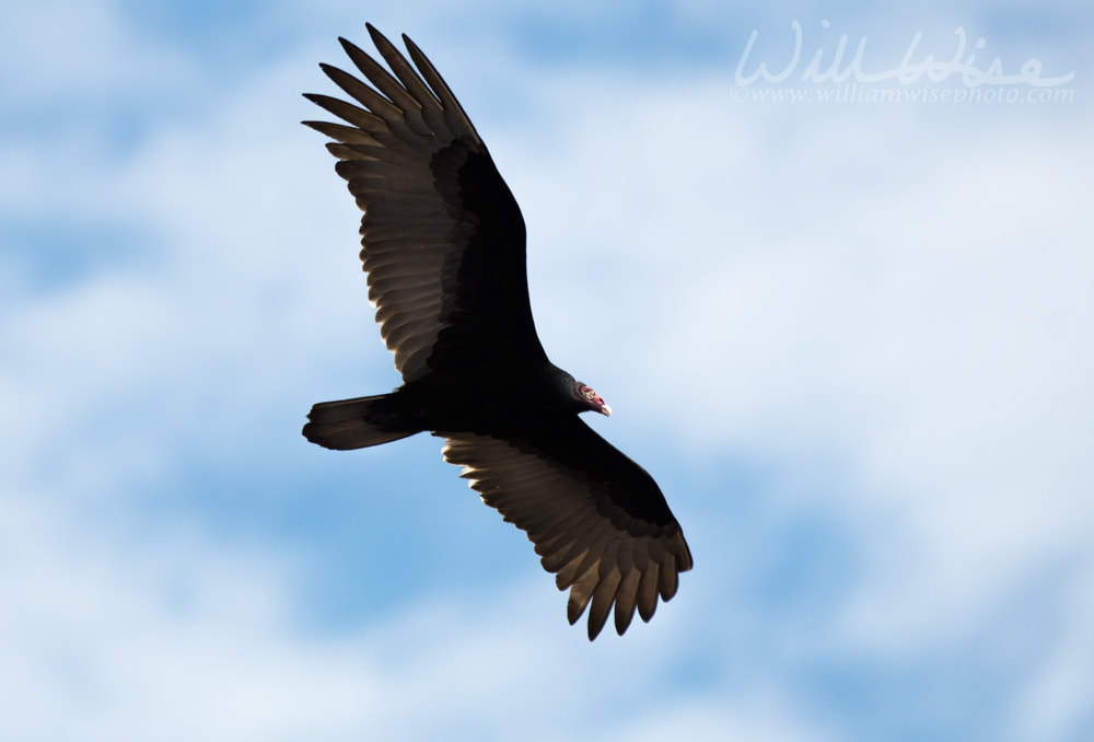 Turkey Vulture soaring over the Okefenokee Swamp Georgia Picture