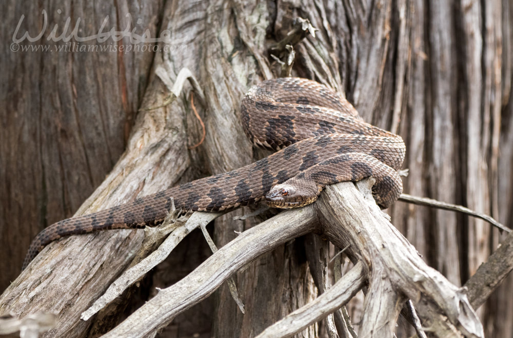 Brown Watersnake coiled on a cypress root in the Okefenokee Swamp Picture