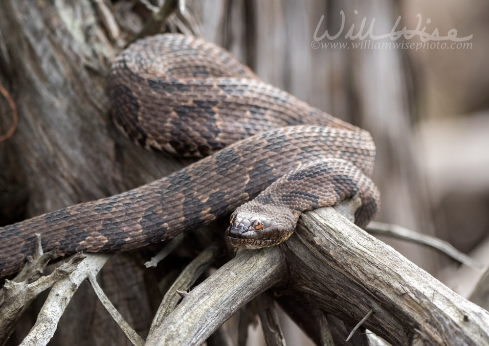 Brown Watersnake coiled on a cypress root in the Okefenokee Swamp Georgia Picture