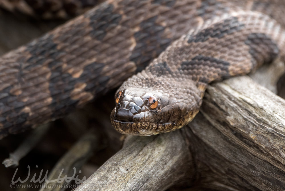 Brown Water Snake, Nerodia taxispilota, coiled on a Cypress Tree Picture